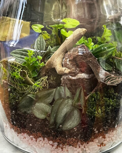 Terrarium experience