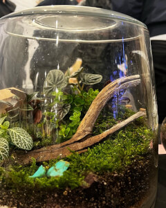 Terrarium class by Life in a Jar