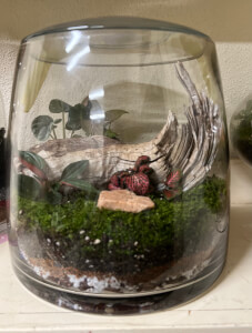 Terrarium class by Life in a Jar