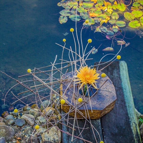 Floristry classes, Manly West