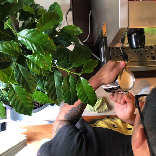 Coffee classes, Matraville