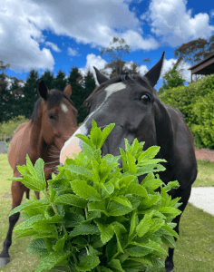 Gardening class by Mountains Gourmet