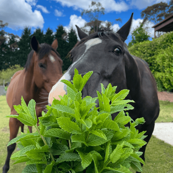 Gardening class by Mountains Gourmet