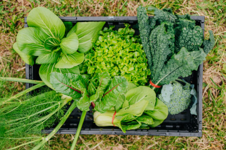 Gardening experience