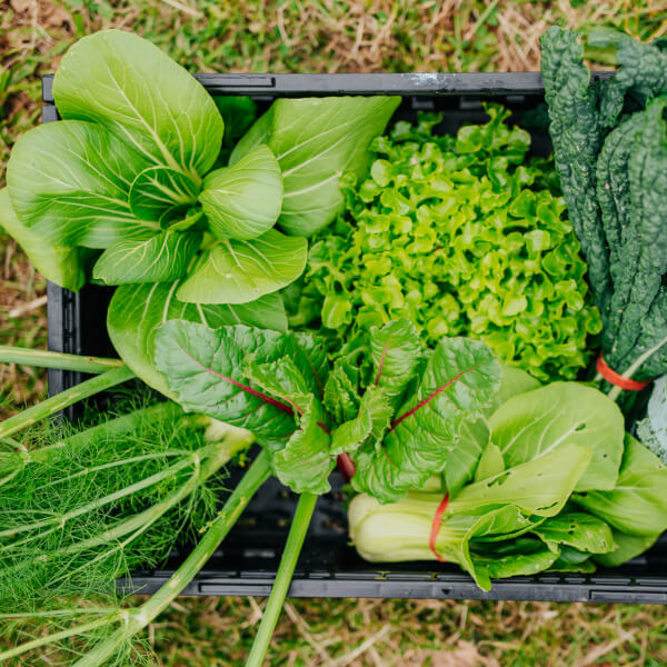 Gardening experience