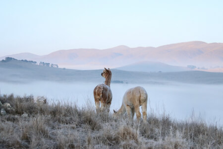 Textiles class by nefotlak farm