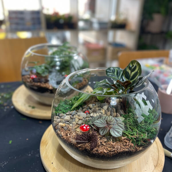 Terrarium classes, Essendon