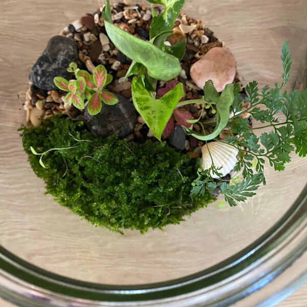 Photo from a Tanyas Terrariums workshop