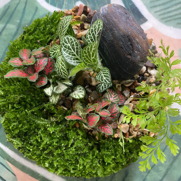 Photo from a Tanyas Terrariums workshop