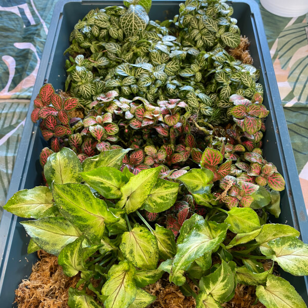 Photo from a Tanyas Terrariums workshop
