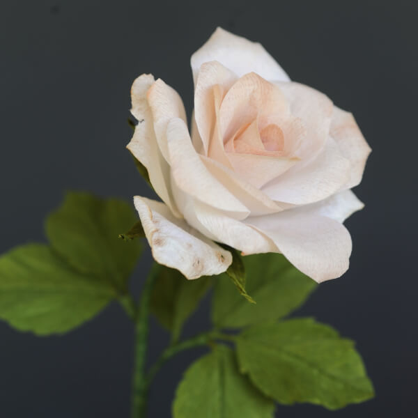 Photo from a The Paper Primrose workshop