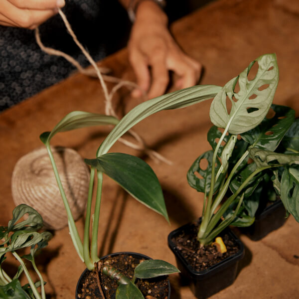 Terrarium class by The Plant Whisperer
