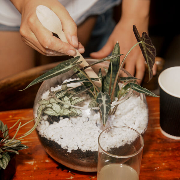 Terrarium classes, Brunswick
