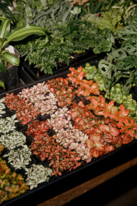 Terrarium experience