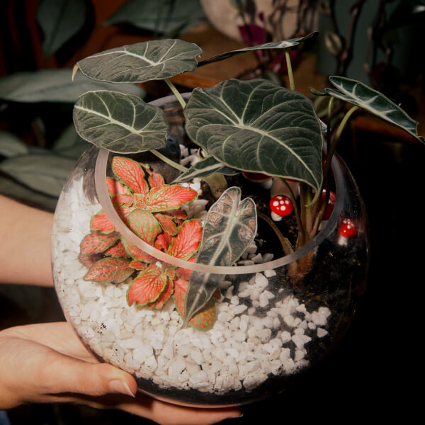Terrarium workshops, Brunswick