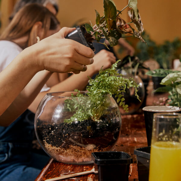Terrarium experience