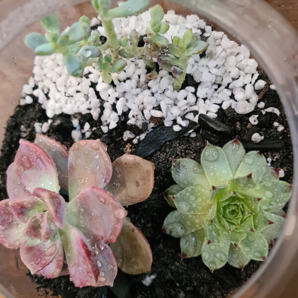 Terrarium workshops