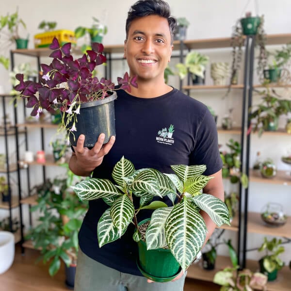 Terrarium class by Wera Plants
