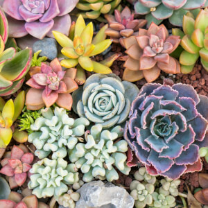 Terrarium class by Wera Plants