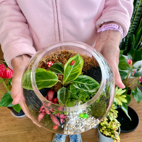 Terrarium class by Wera Plants