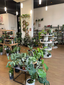 Terrarium class by Wera Plants