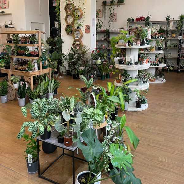 Terrarium class by Wera Plants
