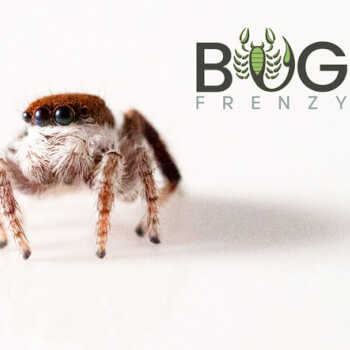 Bug Frenzy, entomology teacher