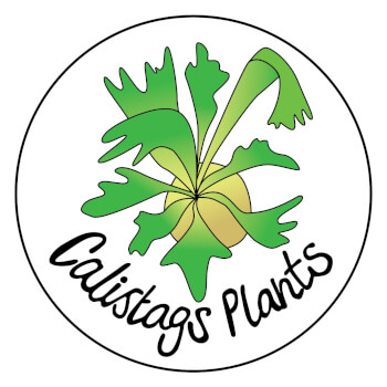 Calistags Plants, painting teacher