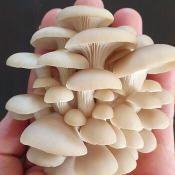 Derwent Valley Fungi