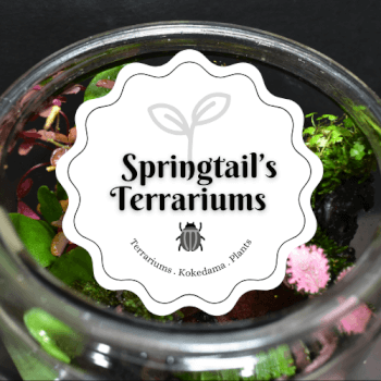 Springtail's Terrariums, terrarium teacher