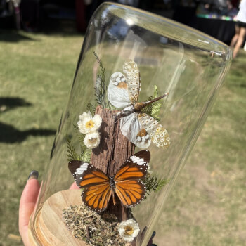 The Winged Wonderland, entomology teacher