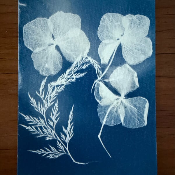 Botanic Cyanotypes Workshop review by Jacqui Herron - Sydney