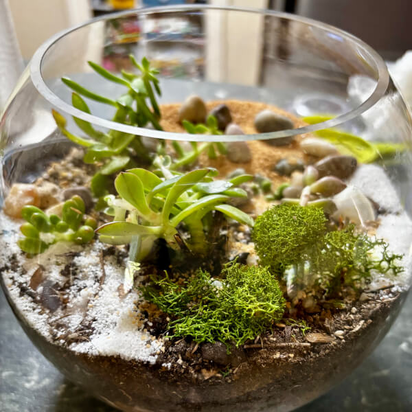 DIY Kit Succulent Terrarium review by Thila Lohe