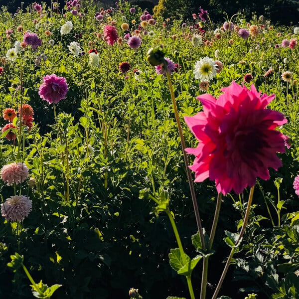Farm Workshop: Field to Vase Summer Arrangement review by Rebecca Haig - Melbourne