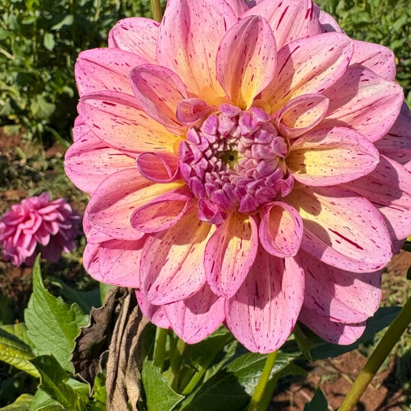 Flower Picking Class with Farm Tour review by Felicity Jones - Melbourne