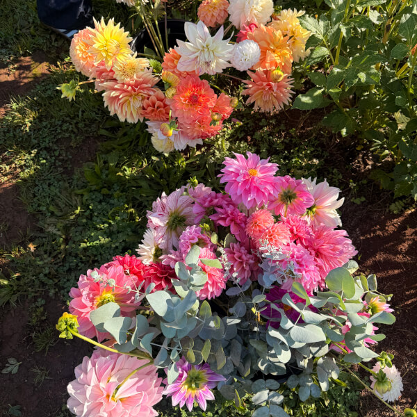 Flower Picking Class with Farm Tour review by Rebecca Dikiciyan - Melbourne