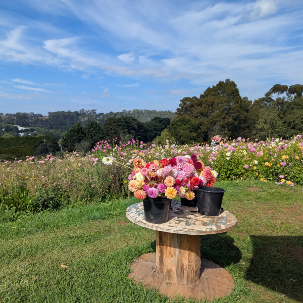 Flower Picking Class with Farm Tour review by Carmen Jose - Melbourne