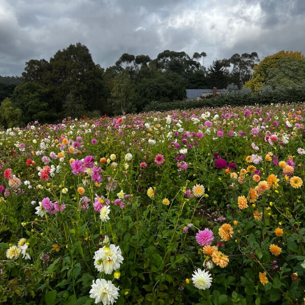 Flower Picking Class with Farm Tour review by Erin Maunsell - Melbourne