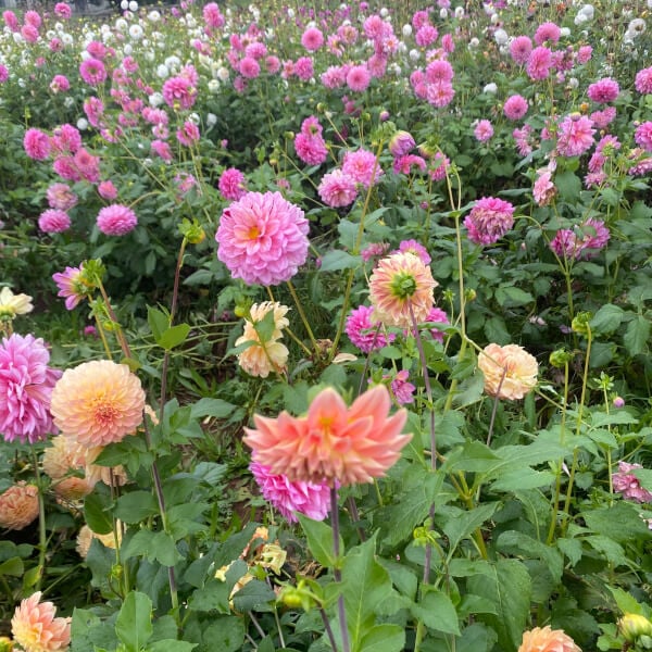 Flower Picking Class with Farm Tour review by Mel Ferlazzo - Melbourne