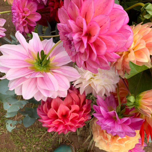 Flower Picking Class with Farm Tour review by Julie Grantham - Melbourne