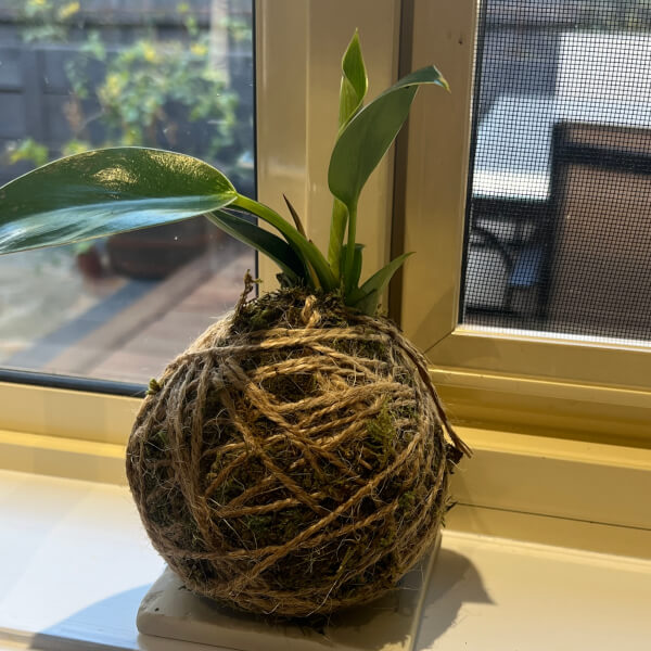 Kokedama Moss Ball Workshop: Make and Sip review by Marina Leonard - Melbourne