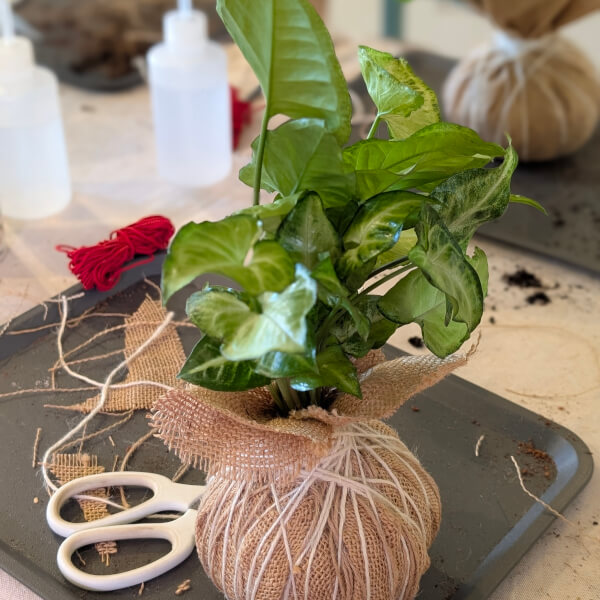 Kokedama Workshop review by Cinthya Lovin - Sydney