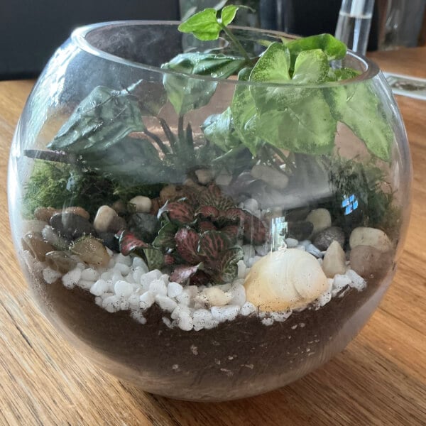 Make Your Own Forest Closed Terrarium with DIY Kit review by Kirsty Staben