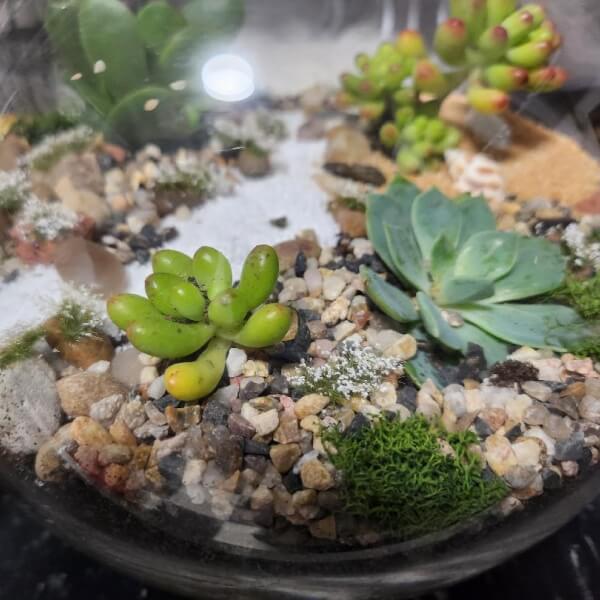 Make Your Own Succulent Terrarium with DIY Kit review by Laura Stroud
