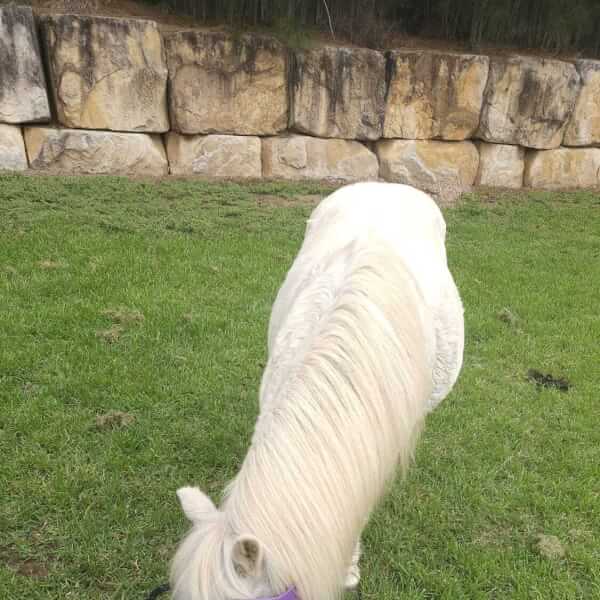 Pony Friendship Workshop review by Crystal Morecroft - Sydney