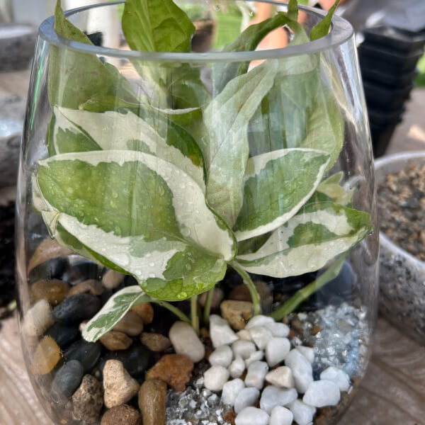 Terrarium Workshop for Beginners review by Verity Loveday Dunn - Melbourne