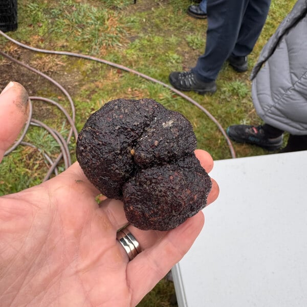 Truffle Hunt and Tasting Experience review by Olive Rolfe - Melbourne