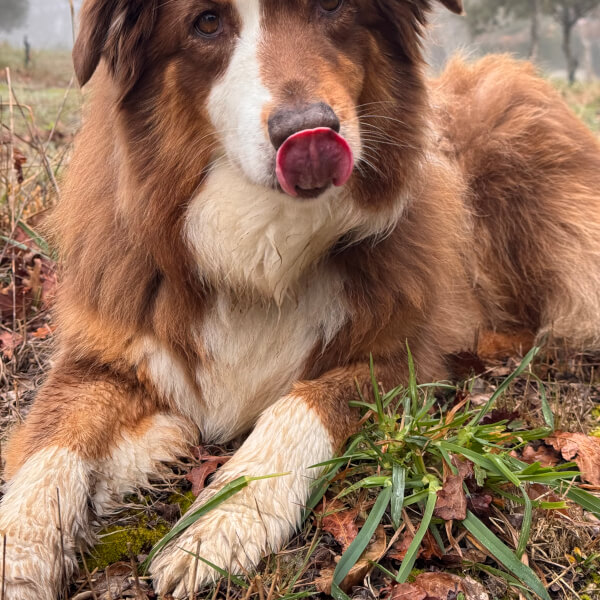 Truffle Hunt and Tasting Experience review by Olive Rolfe - Melbourne