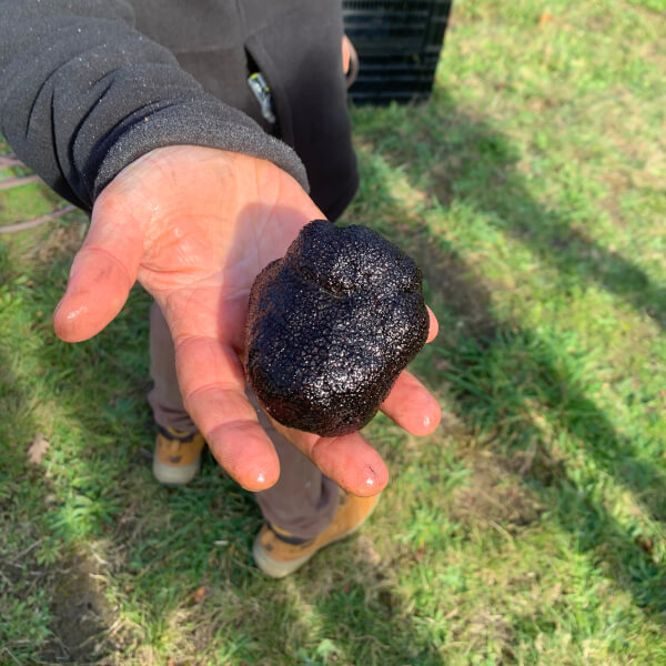 Truffle Hunt and Tasting Experience review by Cindy Yang - Melbourne
