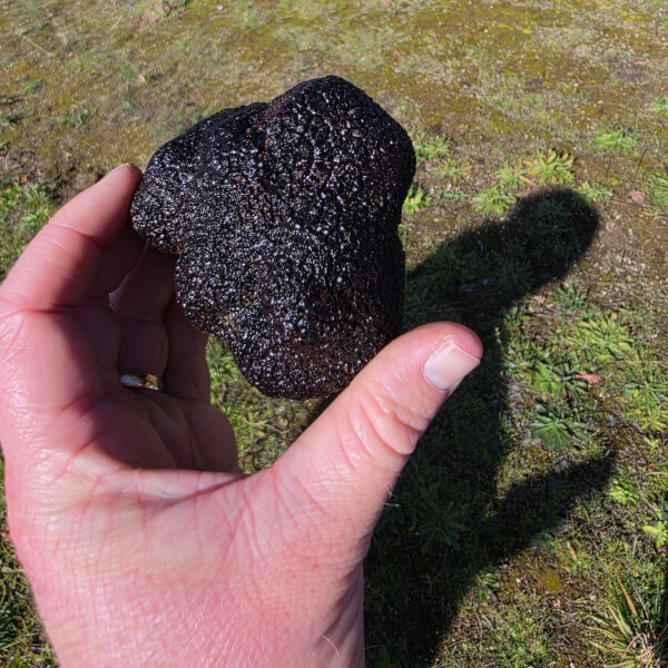 Truffle Hunt and Tasting Experience review by Rod Evans - Melbourne